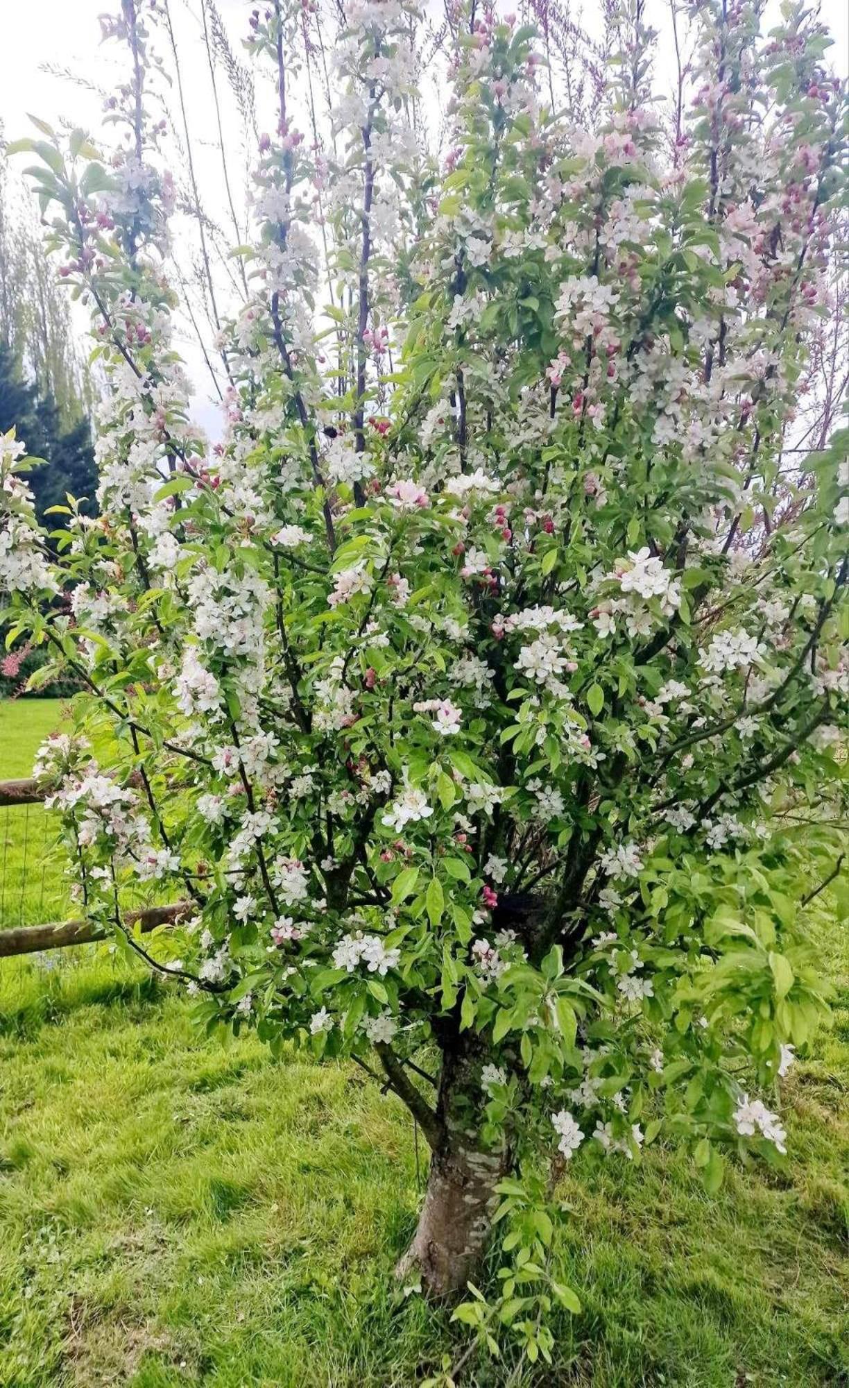 Tanglewood Leilighet West Ashton Eksteriør bilde